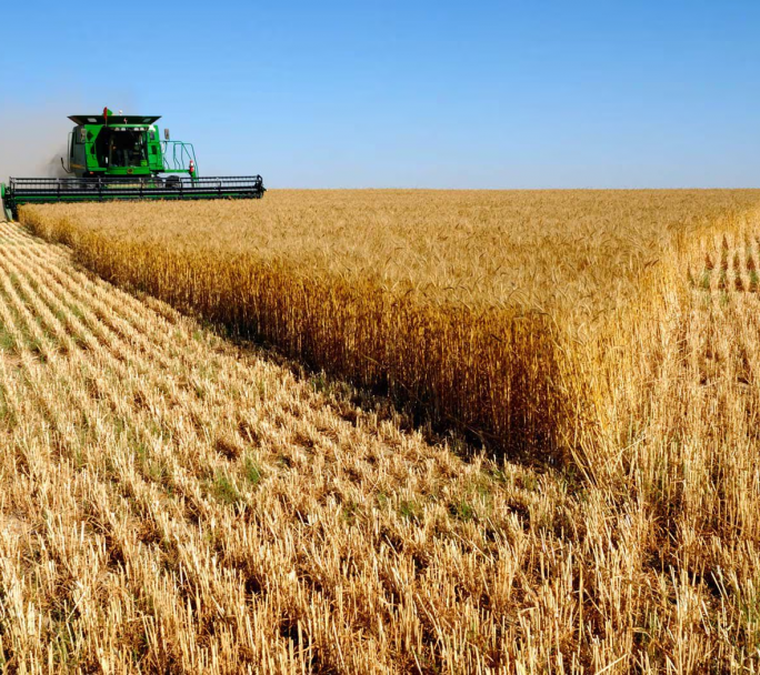 En el campo esperan una cosecha de trigo récord que superaría los 23 millones de toneladas